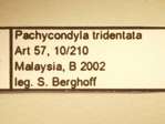 Pachycondyla tridentata Smith,1858 Label