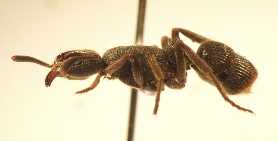 Pachycondyla tridentata Smith,1858 lateral