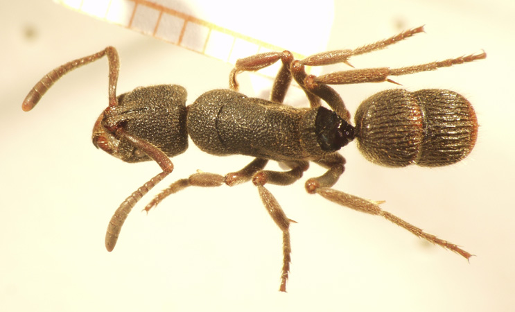 Pachycondyla tridentata Smith,1858 dorsal