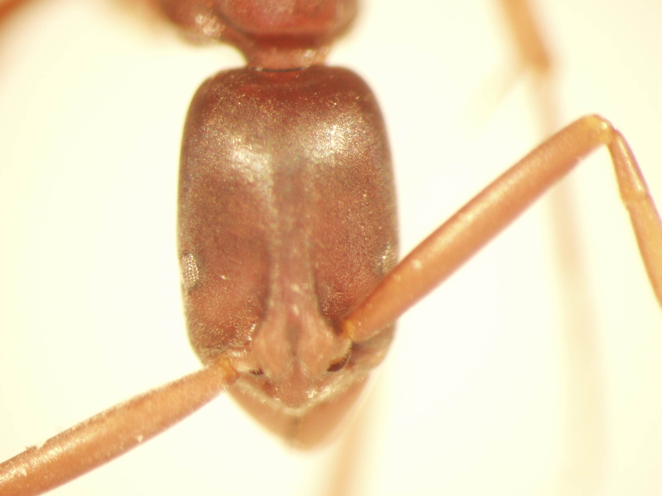 Platythyrea 1 frontal