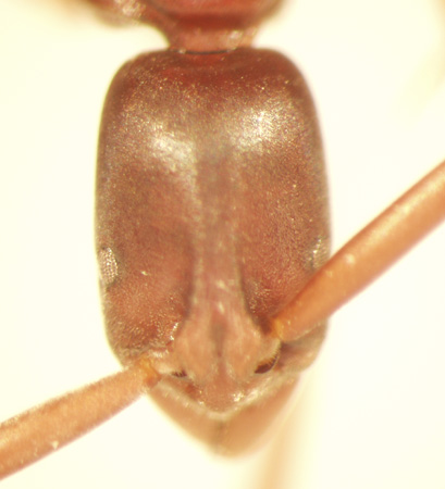 Platythyrea 1 frontal