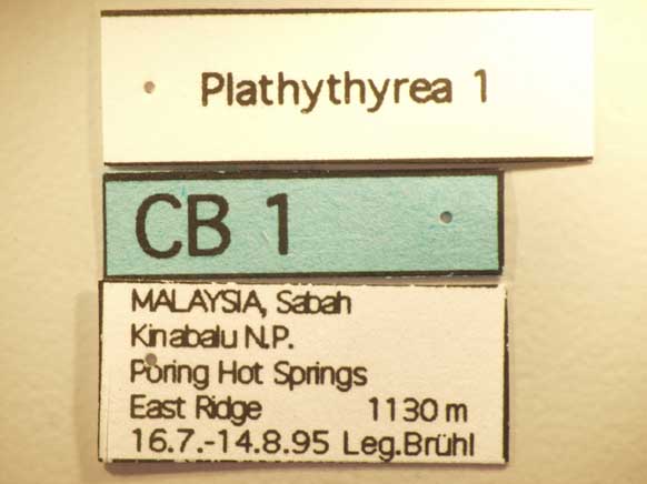 Platythyrea 1 Label