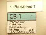 Platythyrea 1 Label