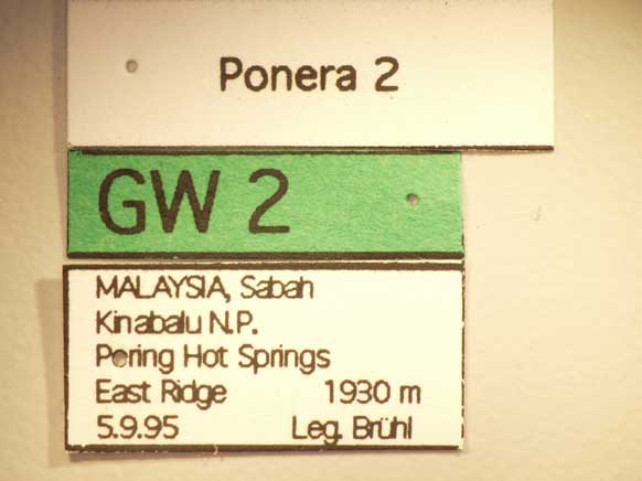Ponera 2 Label