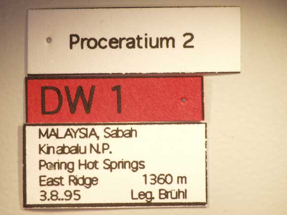 Proceratium 2 Label