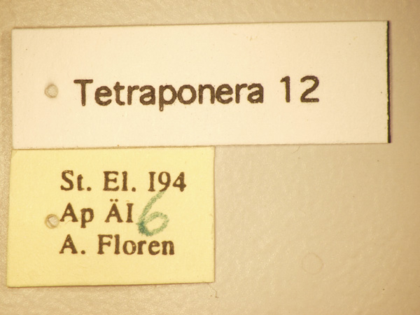 Tetraponera 12 Label