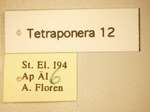 Tetraponera 12 Label