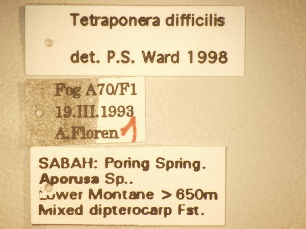 Tetraponera difficilis Emery,1900 Label