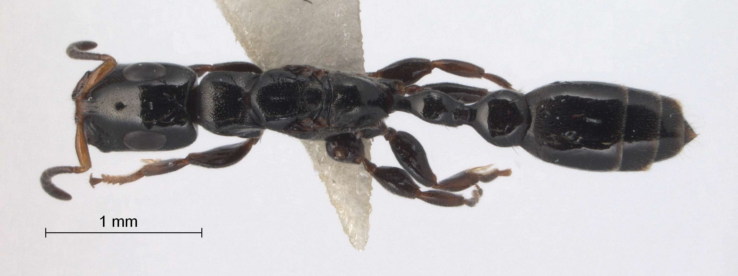 Tetraponera nitida Smith,1860 dorsal