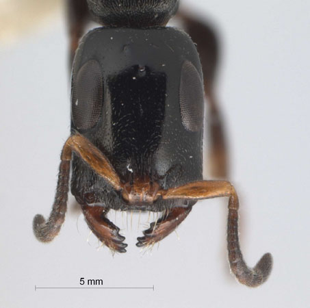 Tetraponera nitida Smith,1860 frontal