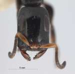 Tetraponera nitida Smith,1860 frontal