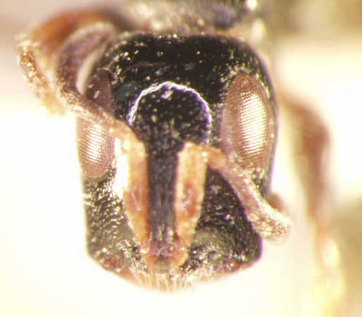 Tetraponera nitida Smith,1860 frontal