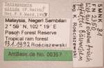 Tetraponera nitida Smith,1860 Label