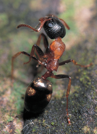 Dolichoderus quadripunctatus