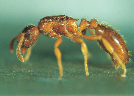 Doronomyrmex pacis