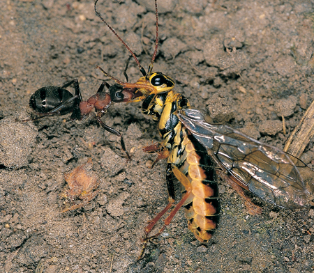 Formica polyctena