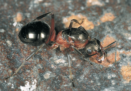 Formica rufa