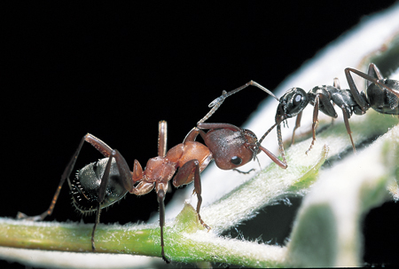 Formica sanguinea