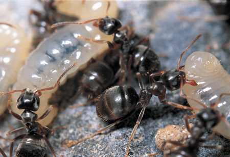 Lasius alienus