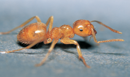 Lasius bicornis