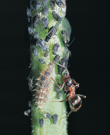 Lasius emarginatus