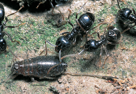 Lasius fuliginosus