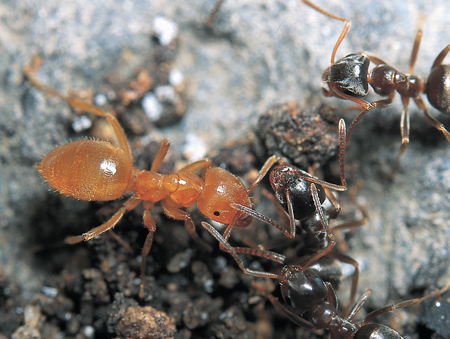 Lasius jensi