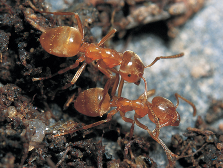 Lasius reginae