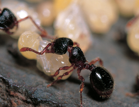 Myrmecina graminicola