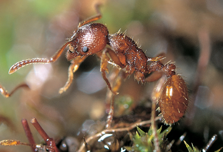 Myrmica gallienii