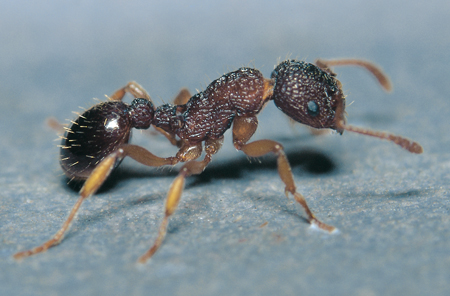 Myrmica lobicornis