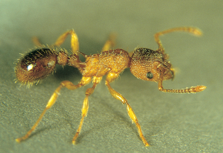 Myrmica lonae