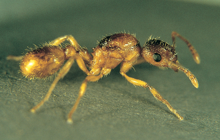 Myrmica microrubra