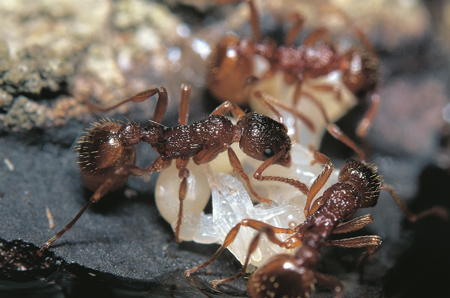 Myrmica ruginodis