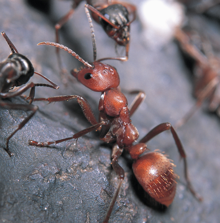 Polyergus rufescens