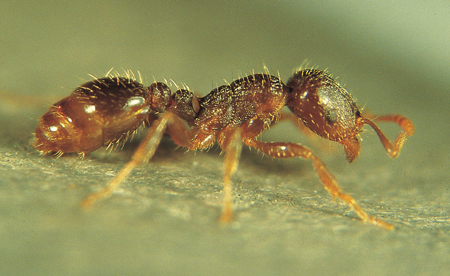 Tetramorium caespitum