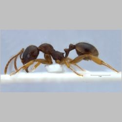 Aphaenogaster subterranea Latreille, 1798 lateral