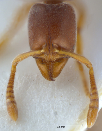 Hypoponera punctatissima frontal