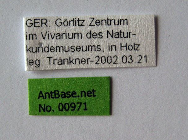 Hypoponera schauinslandi label