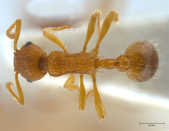 Myrmica constricta dorsal