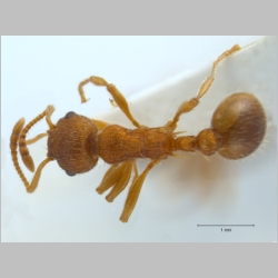 Myrmica gallienii Bondroit, 1920 dorsal