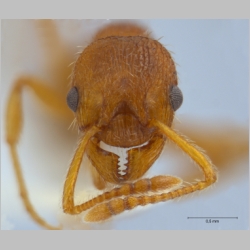 Myrmica gallienii Bondroit, 1920 frontal