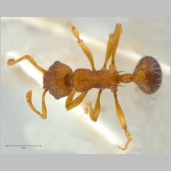 Myrmica specioides Bondroit, 1918 dorsal