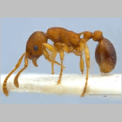 Myrmica specioides Bondroit, 1918 lateral