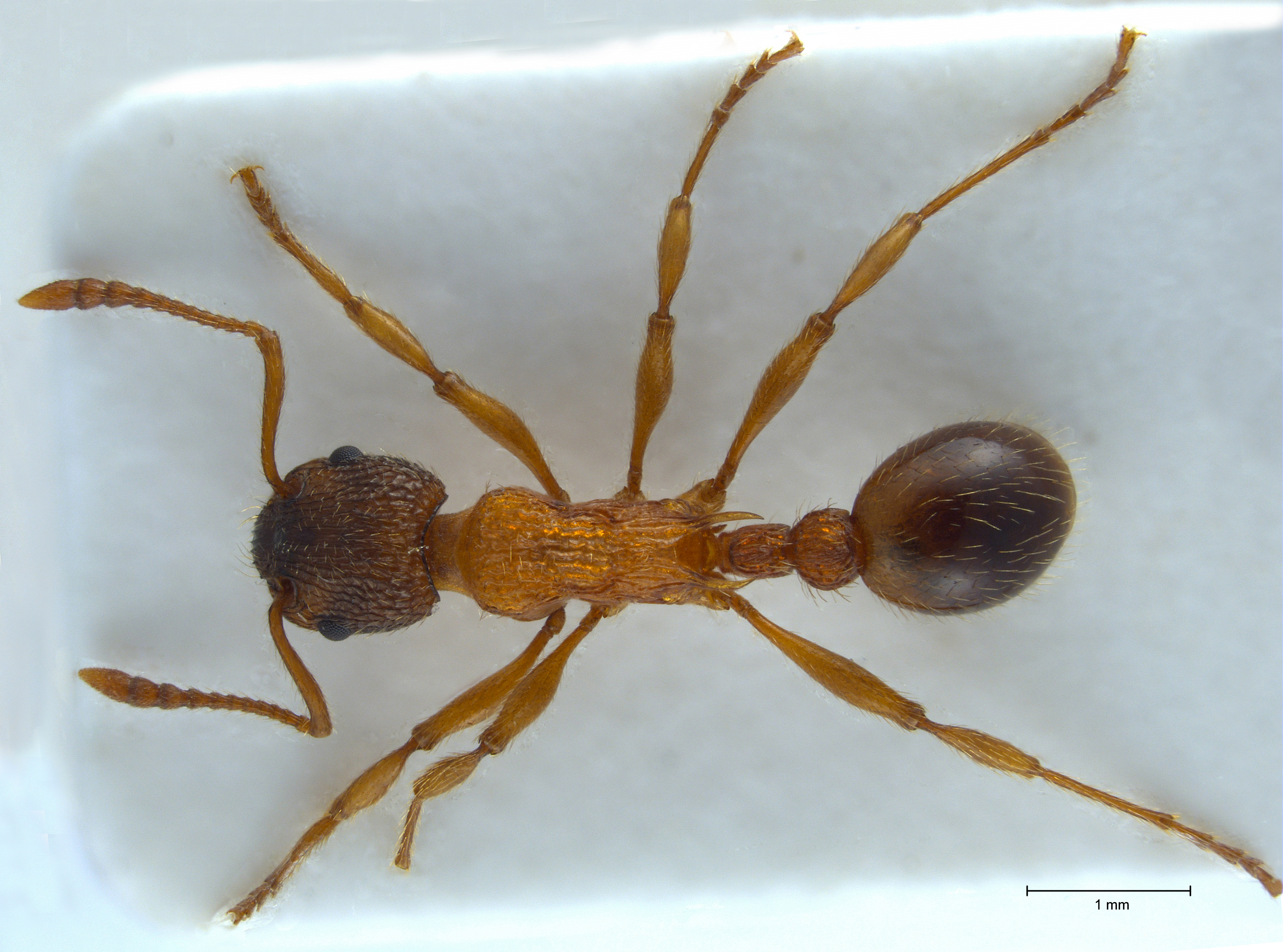 Myrmica sulcinodis dorsal