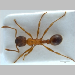 Myrmica sulcinodis Nylander, 1846 dorsal