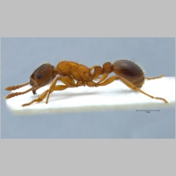 Myrmica sulcinodis Nylander, 1846 lateral