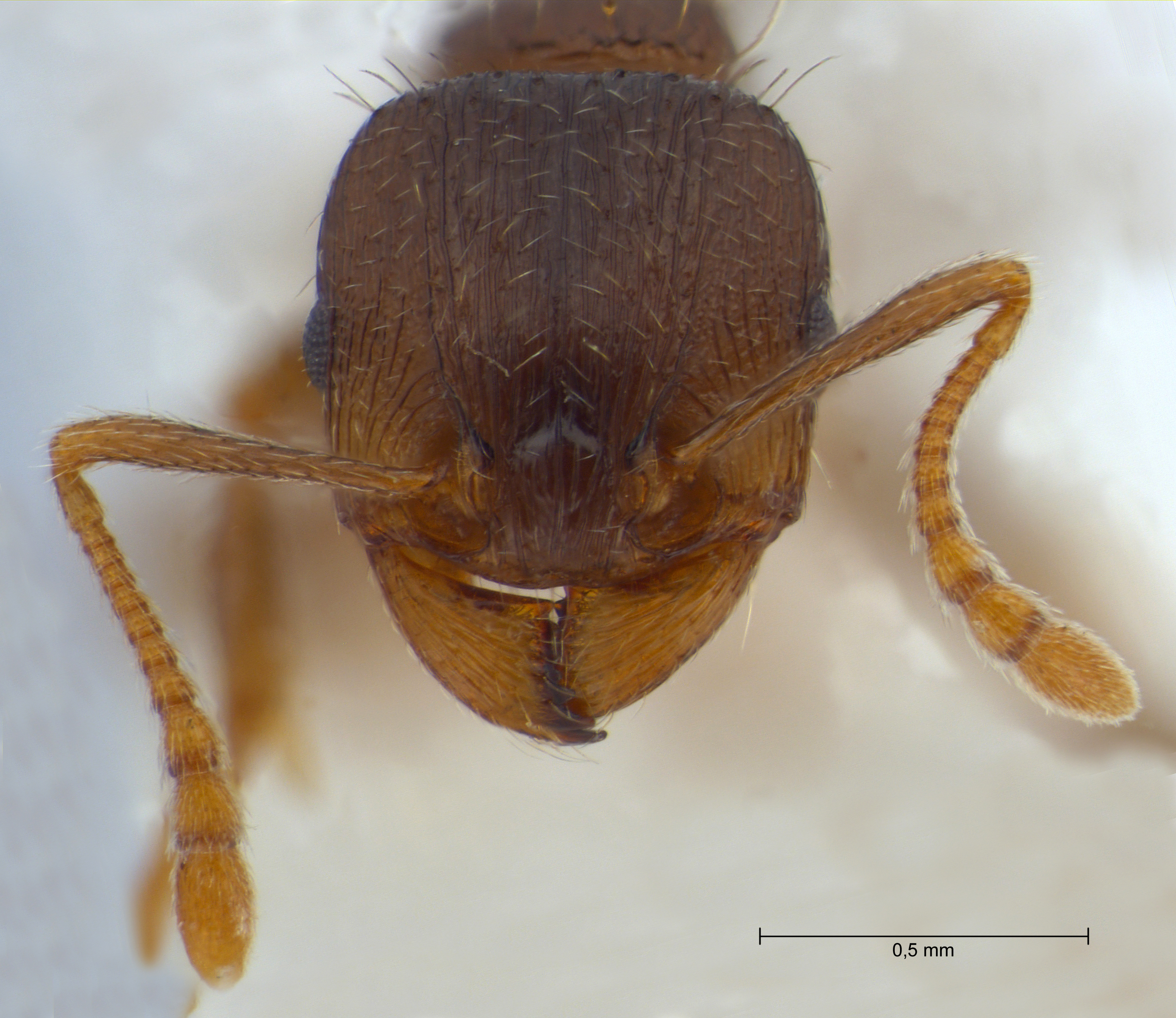 Tetramorium caespitum frontal