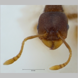 Tetramorium hungaricum Röszler, 1935 frontal