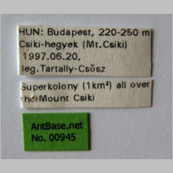 Tetramorium hungaricum Röszler, 1935 label